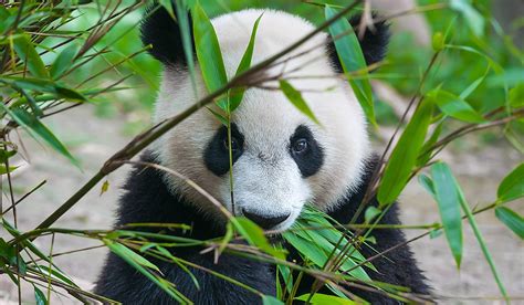 what animals are endangered in china